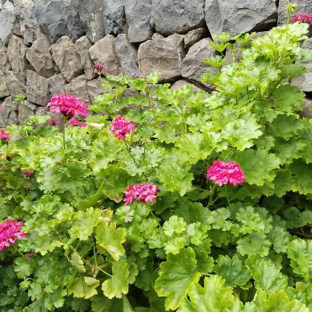 Casita Con Jardin 가라치코