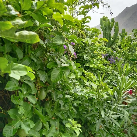 Casita Con Jardin Garachico (Tenerife)